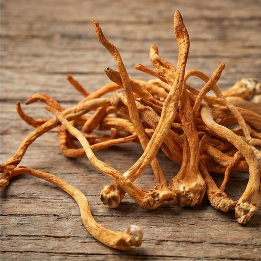Cordyceps Sinensis