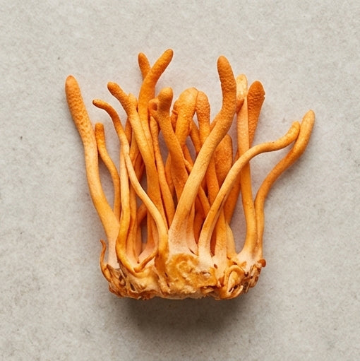 Cordyceps Militaris
