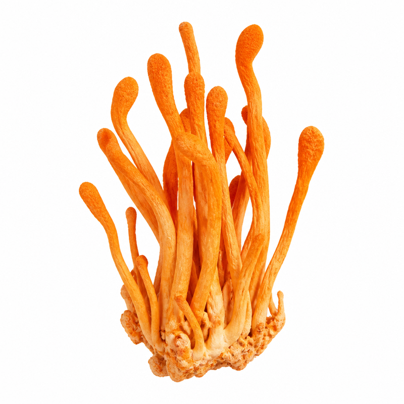 Cordyceps militaris