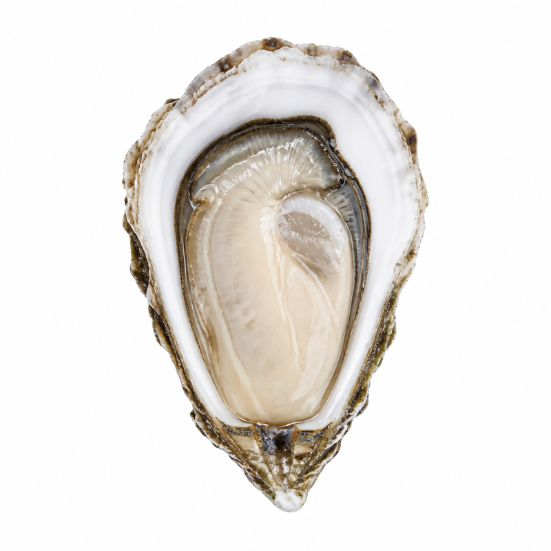 Oyster Peptide
